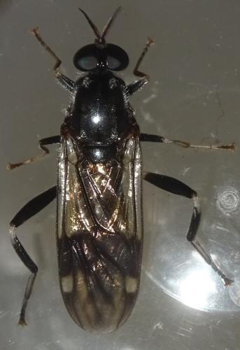Exaireta spinigera